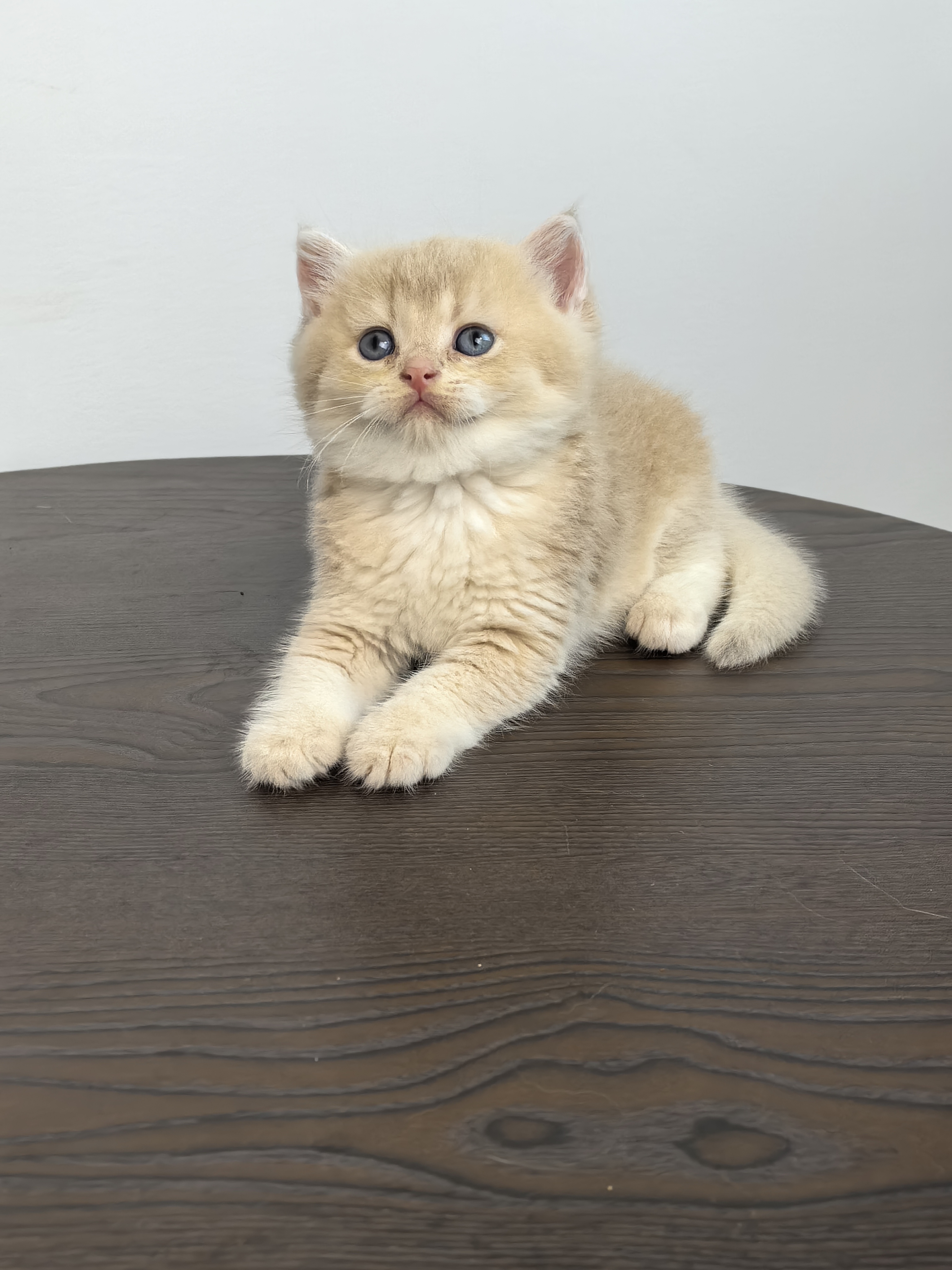 芋泥奶盖小甜猫